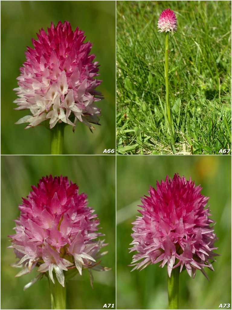 Nigritella corneliana / Nigritella di Cornelia Rudio